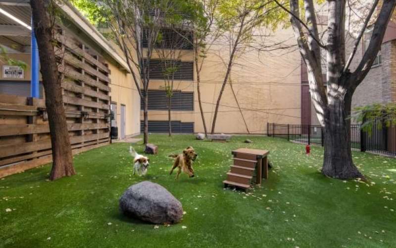 Private dog park at Chestnut Tower with agility equipment and artificial turf