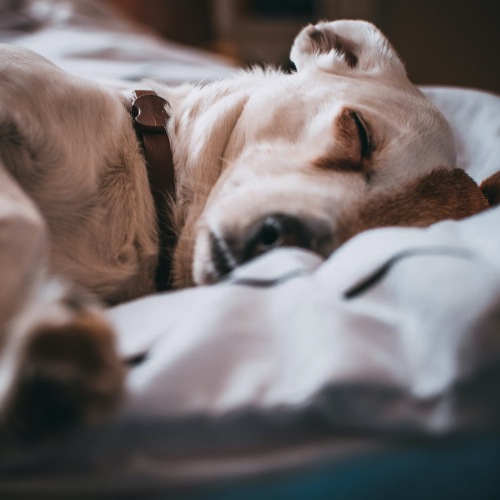 Pet Policy Image